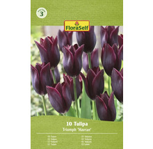 Balení tulipánů Triumph Havran s deseti kusy