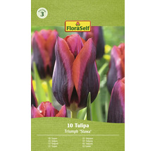 Tulipány FloraSelf 'Slawa' 10 ks