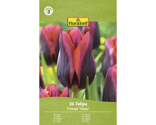 Tulipány FloraSelf 'Slawa' 10 ks
