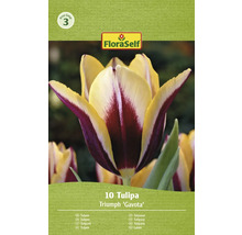 Tulipány FloraSelf 'Gavota' 11/12 10 ks