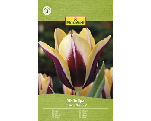 Tulipány FloraSelf 'Gavota' 11/12 10 ks