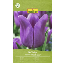 Tulipány FloraSelf 'Blue Beauty' 10 ks