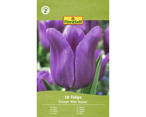 Tulipány FloraSelf 'Blue Beauty' 10 ks