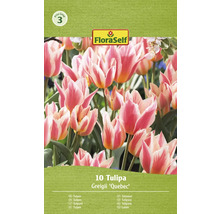 Balení 10 cibulí tulipánu Tulipa Greigii ''Quebec''