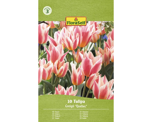 Tulipány FloraSelf 'Quebec' 11/12 10 ks