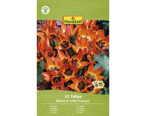 Tulipány FloraSelf 'Pulchella (Humilis) Little Princess' 12 ks