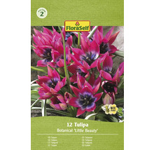 Tulipány malá kráska FloraSelf 'Pulchella Little Beauty' 6/7 12 ks