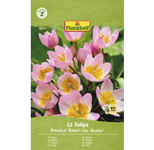 Tulipány FloraSelf 'Bakerii Lilac Wonder' 12 ks fialové