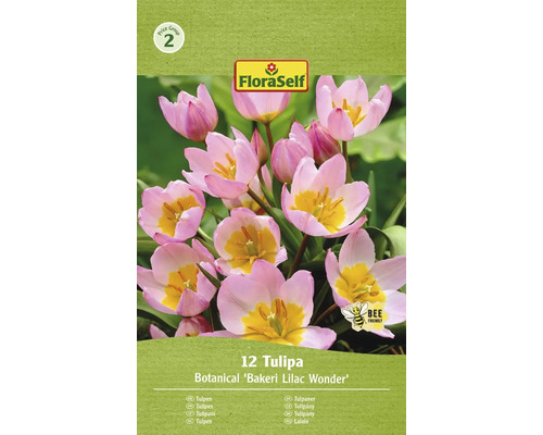 Tulipány FloraSelf 'Bakerii Lilac Wonder' 12 ks fialové