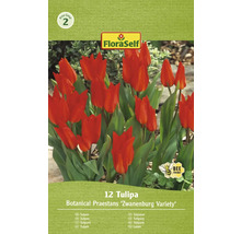 Tulipány FloraSelf 'Praestans Zwanenburg' 12 ks
