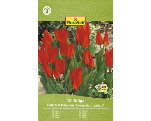 Tulipány FloraSelf 'Praestans Zwanenburg' 12 ks