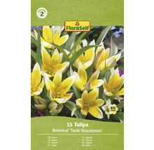 Tulipány FloraSelf 'Tarda Dasystemon' 6/7 15 ks