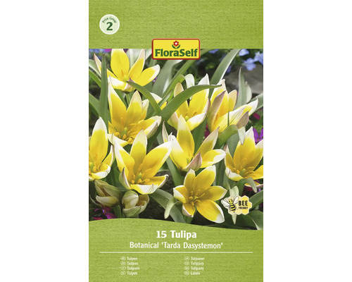 Tulipány FloraSelf 'Tarda Dasystemon' 6/7 15 ks