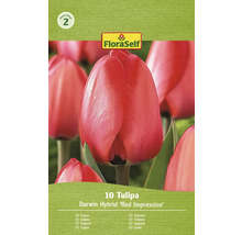 Balení Darwin hybridních tulipánů odrůdy Red Impression