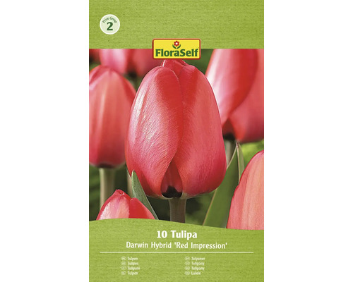 Tulipány FloraSelf 'Red Impression' 11/12 10 ks