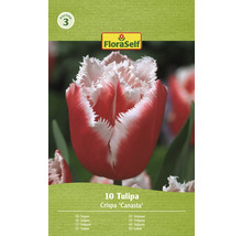 Tulipány FloraSelf 'Canasta' 11/12 10 ks