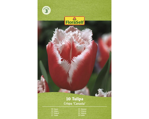 Tulipány FloraSelf 'Canasta' 11/12 10 ks