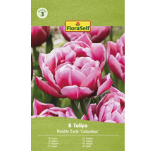 Tulipány plnokvěté FloraSelf 'Columbus' 11/12 8 ks