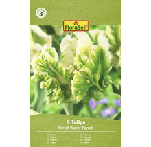 Cibulky papouščích tulipánů FloraSelf, 8 kusů