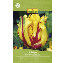 Balení osmi papouščích tulipánů odrůdy ''Texas Flame''