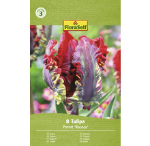 Tulipány FloraSelf 'Rococo' 8 ks