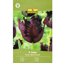 Tulipány papouškovité FloraSelf 'Black Parrot' 8 ks