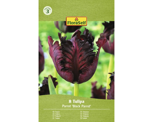 Tulipány papouškovité FloraSelf 'Black Parrot' 8 ks