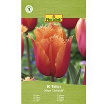 Tulipány FloraSelf 'Crispa Lambada' 10 ks