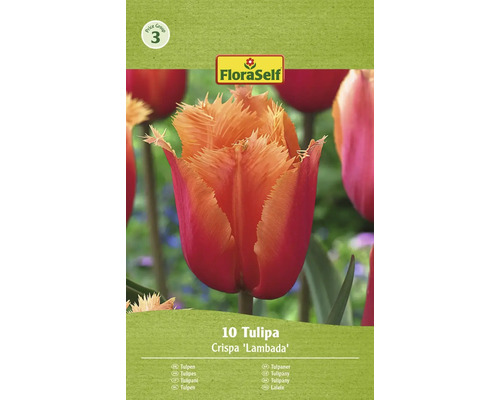 Tulipány FloraSelf 'Crispa Lambada' 10 ks