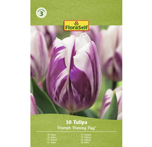 Tulipány FloraSelf 'Flaming Flag' 10 ks