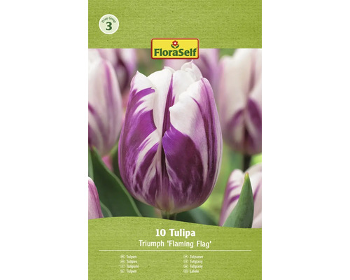 Tulipány FloraSelf 'Flaming Flag' 10 ks