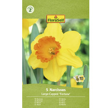 Narcisy 12/14 FloraSelf 'Fortune' 5 ks