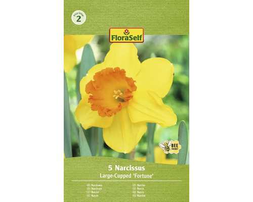 Narcisy 12/14 FloraSelf 'Fortune' 5 ks
