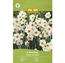 Narcisy FloraSelf 'Geranium' 5 ks