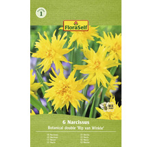 Narcisy FloraSelf 'Rip van Winkle' 10/11 6 ks