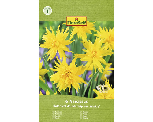 Narcisy FloraSelf 'Rip van Winkle' 10/11 6 ks