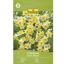 Narcisy FloraSelf 'Minnow' 10/11 6 ks