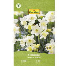 Narcisy FloraSelf 'Pueblo' 10'/11 5 ks