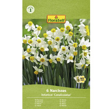 Narcisy FloraSelf 'Canaliculatus' 10/11 6 ks