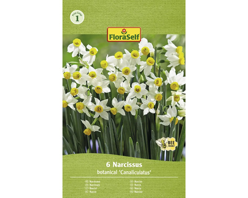 Narcisy FloraSelf 'Canaliculatus' 10/11 6 ks