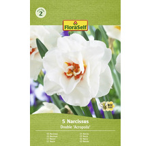 Narcisy FloraSelf 'Acropolis' 5 ks