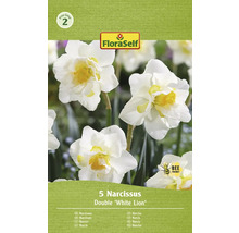 Narcisy FloraSelf 'White Lion' 5 ks