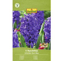 Hyacinty orientální FloraSelf 'Orientalis' tmavě modré 5 ks