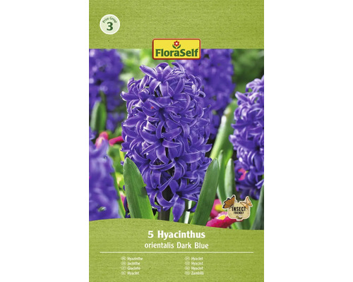 Hyacinty orientální FloraSelf 'Orientalis' tmavě modré 5 ks