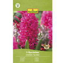 Hyacinty FloraSelf 'Jan Bos' 15/16 5 ks
