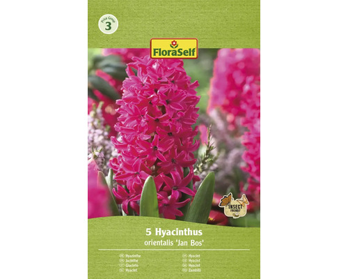 Hyacinty FloraSelf 'Jan Bos' 15/16 5 ks