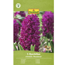 Hyacint FloraSelf 'Woodstock' 15/16 5 ks