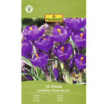 FloraSelf Krokus ''Flower Record'', 12 kusů