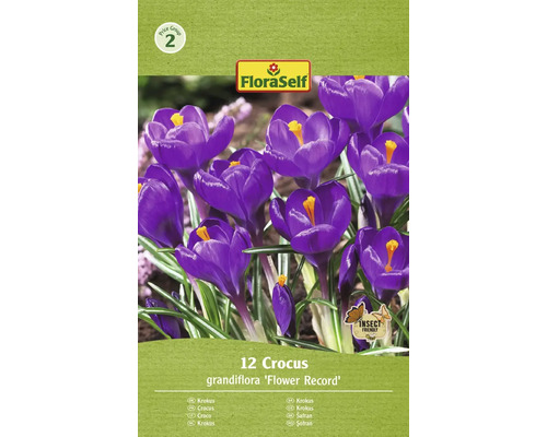 Krokusy FloraSelf 'Flower Record' 12 ks