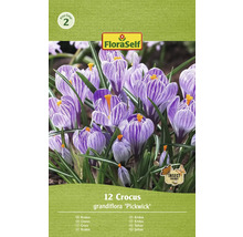 Krokusy FloraSelf 'Pickwick' 12 ks